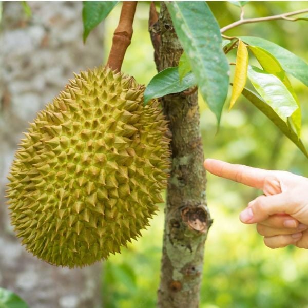 Nhận biết sầu riêng ngon dựa vào gai quả