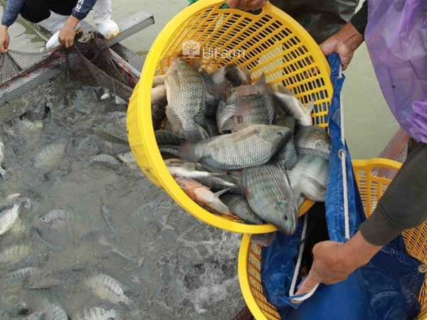 Dự kiến xuất khẩu cá rô phi toàn cầu tăng trưởng mạnh