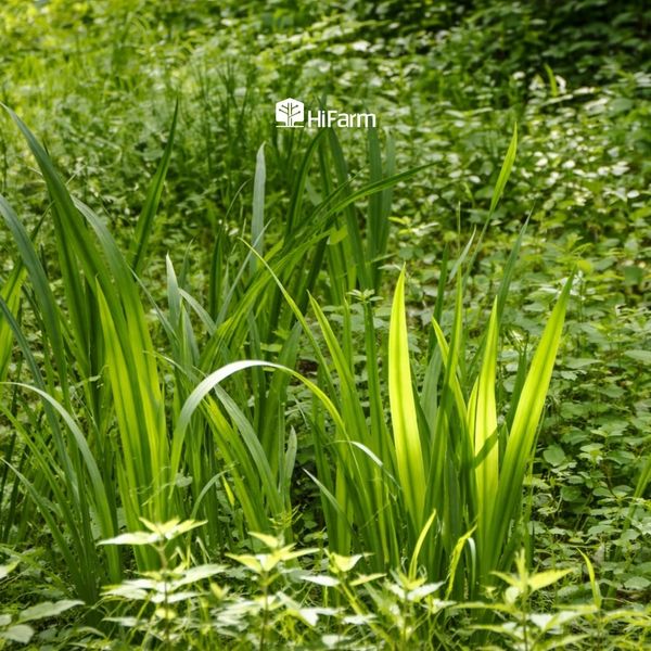 Trồng xen cây hấp thụ Cadimi (Phytoextraction)