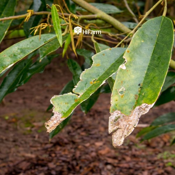 Nguyên nhân gây cháy lá sầu riêng