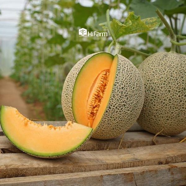 Một số nguyên tắc bảo quản dưa lưới sau thu hoạch