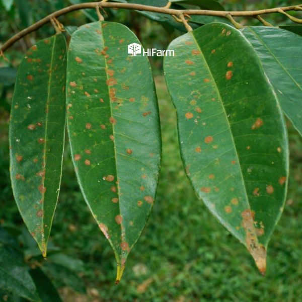 Nấm bệnh gây nên cháy lá sầu riêng