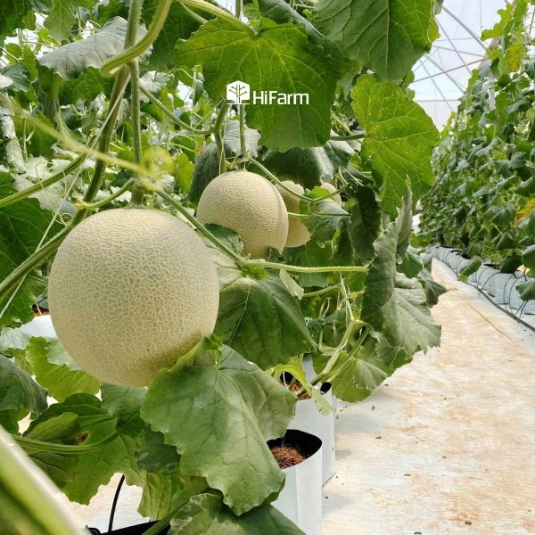 Tiềm năng phát triển dưa lưới tại Việt Nam