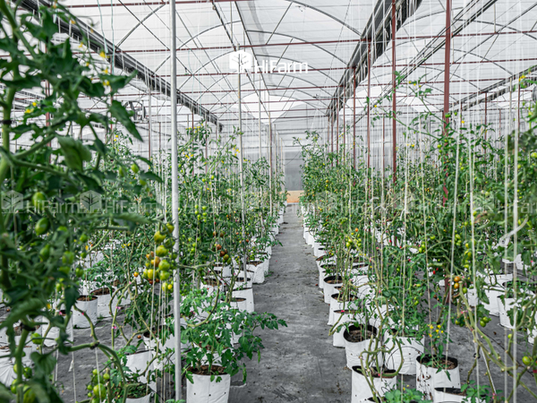 Nông dân, HTX, doanh nghiệp vùng trồng nên áp dụng nông nghiệp công nghệ cao