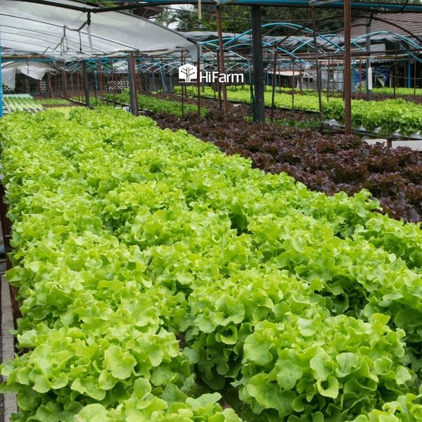Chọn giống cây phù hợp cho mô hình Aquaponics