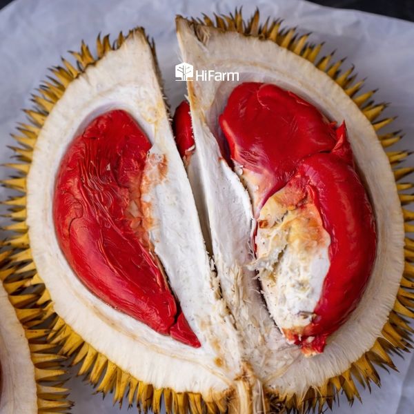 Nhờ phần cơm đỏ đặc trưng mà giống sầu riêng này trở nên dễ nhận diện