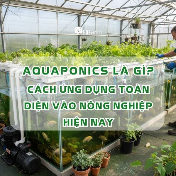 Aquaponics là gì? Cách ứng dụng toàn diện vào nông nghiệp hiện nay