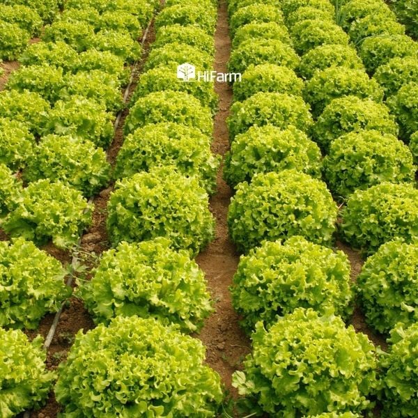 Nông nghiệp hữu cơ là gì?