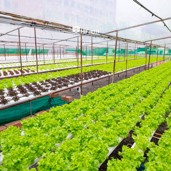 Nông nghiệp xanh là gì?