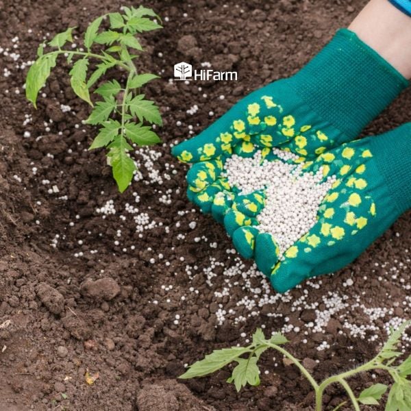 Đất nào không phù hợp để rải phân đạm amoni?