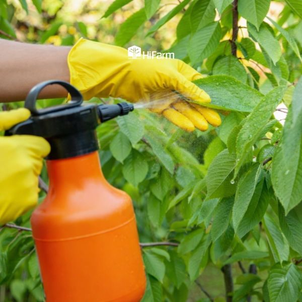 Phân bón lá hỗ trợ cây ra hoa và đậu trái hiệu quả