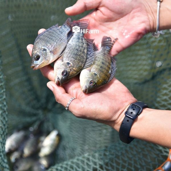 Chọn loại cá phù hợp cho mô hình Aquaponics