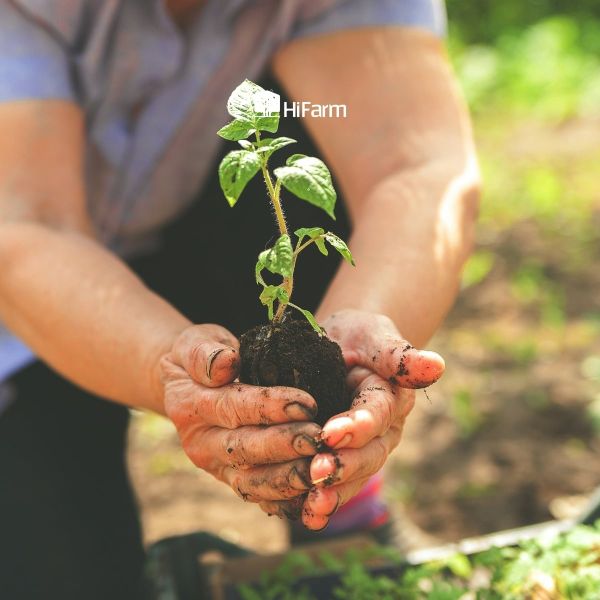 Lợi ích của bón phân lót đối với cây trồng