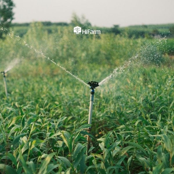 Cách lựa chọn hệ thống tưới tự động hiệu quả