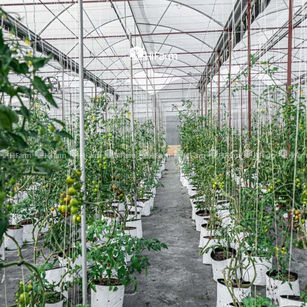 Ứng dụng công nghệ cao vào trồng cà chua socola