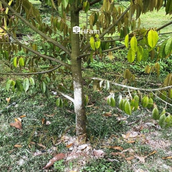 Giới hạn cho phép lượng cadimi trong thực phẩm, phân bón