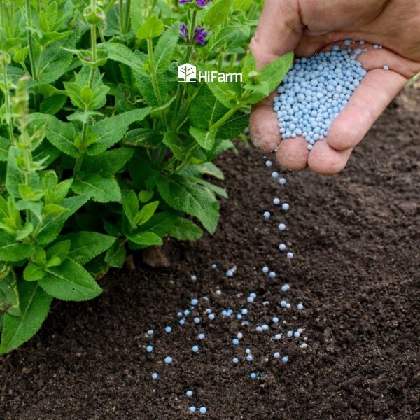 Một số phương pháp sử dụng NPK 20-20-15 tăng năng suất