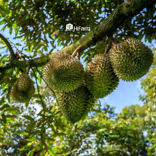 Tại sao phải phục hồi sầu riêng sau thu hoạch