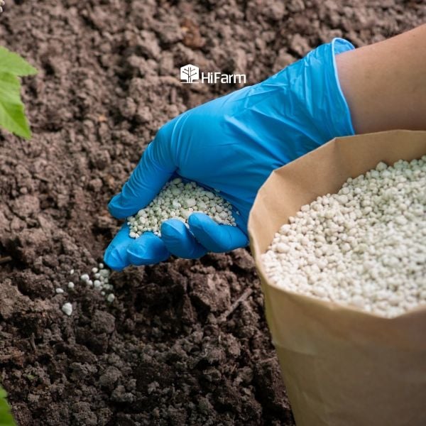 Phân đạm amoni là gì?