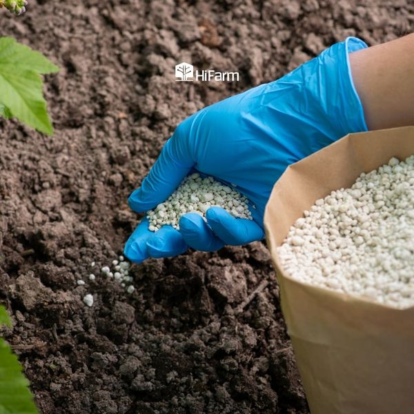 Bón phân phục hồi sầu riêng sau thu hoạch