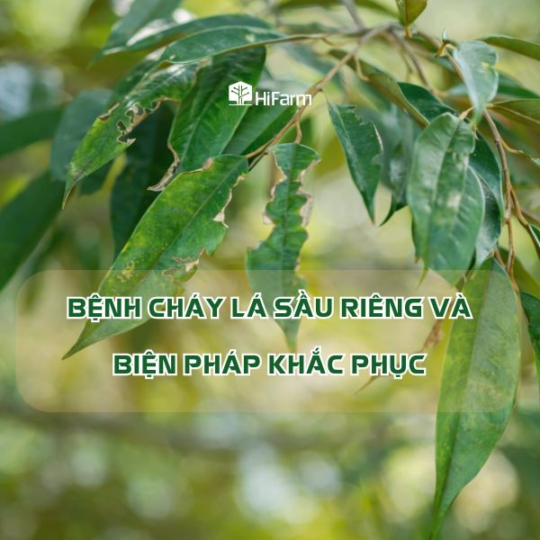 Biện pháp khắc phục bệnh cháy lá sầu riêng