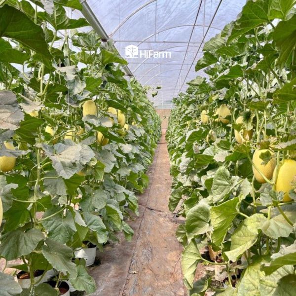 Phương pháp trồng dưa lưới theo từng mô hình