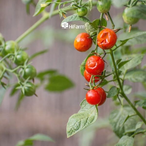 Phòng trừ sâu bệnh trên cây cà chua