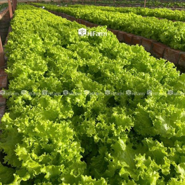 Phương thức sản xuất nông sản sạch
