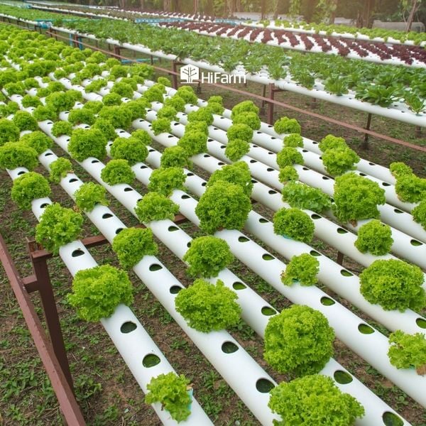 Xu hướng phát triển nông nghiệp hữu cơ trên thế giới