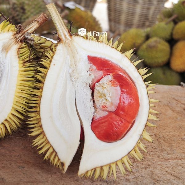 Sầu riêng musang king ruột đỏ là gì?