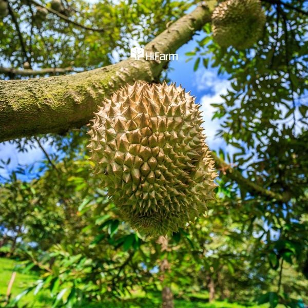 Nhận biết sầu riêng ngon đúng mùa bằng mùi thơm