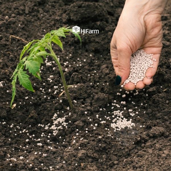 Lưu ý khi sử dụng phân đạm amoni trong canh tác