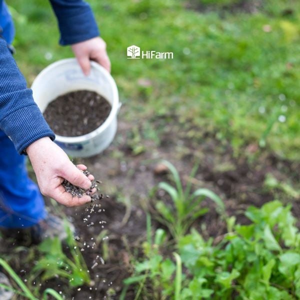 Sự khác biệt giữa bón lót và bón thúc