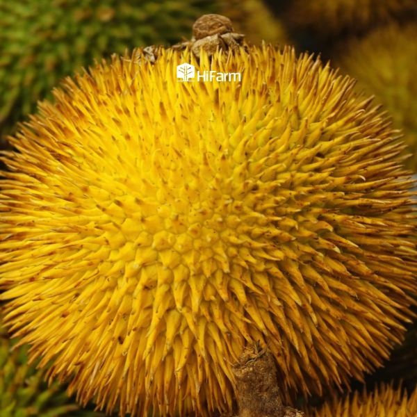 Nhận biết sầu riêng Musang King ruột đỏ qua đặc điểm hình thái bên ngoài