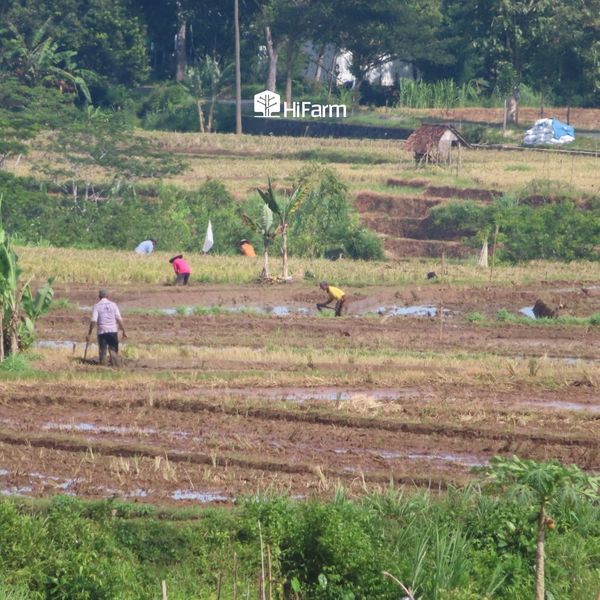 Những điểm nghẽn khi Việt Nam tham gia vào nông nghiệp hữu cơ