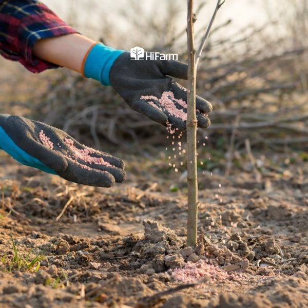 Tầm quan trọng của việc bón thúc