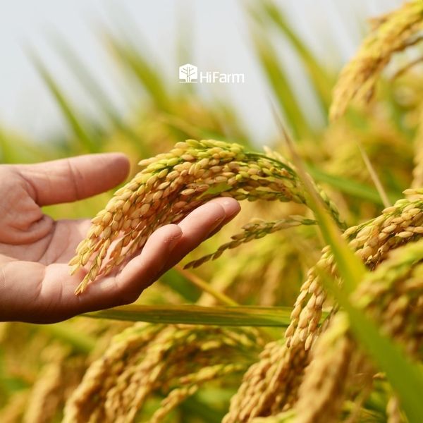 Tăng năng suất và tối ưu hóa sản xuất