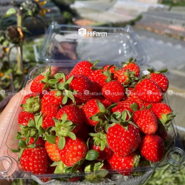 Tiêu chí về bảo quản và phân phối