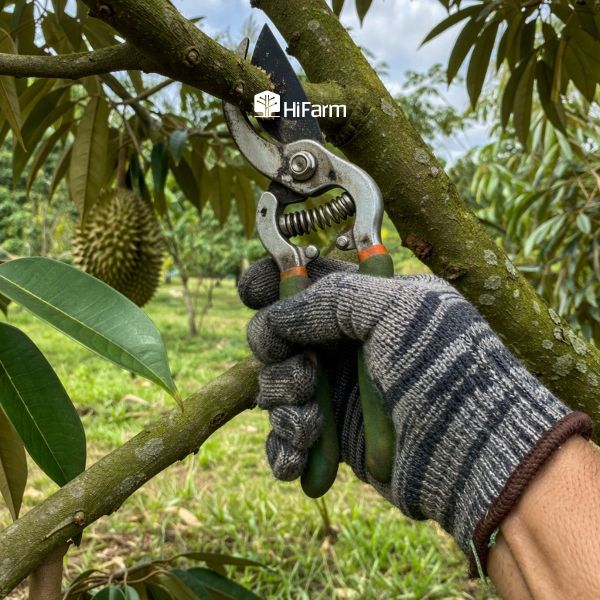 Cách phòng trừ bệnh cháy lá sầu riêng hiệu quả