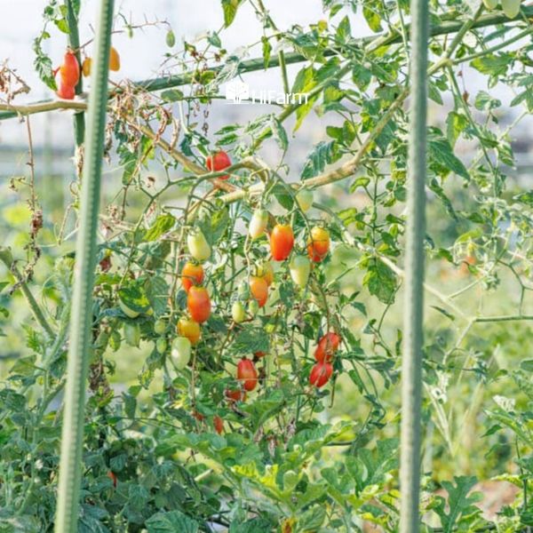 Trồng cà chua cherry ngoài trời