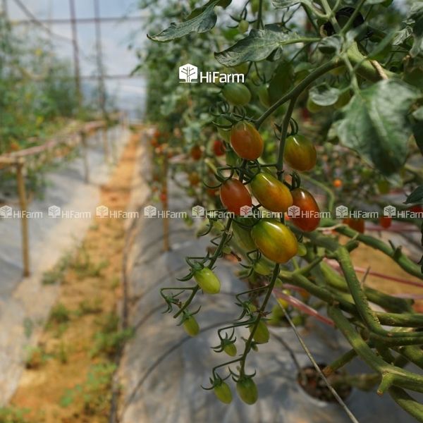 Trồng cà chua cherry trong nhà màng