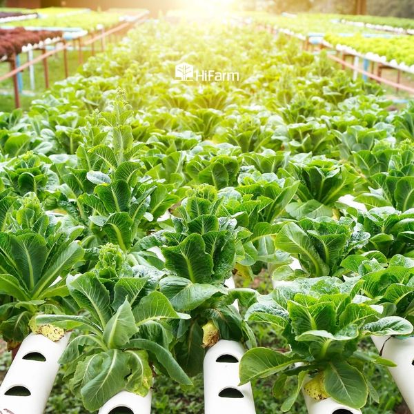 Xu hướng phát triển nông nghiệp hữu cơ