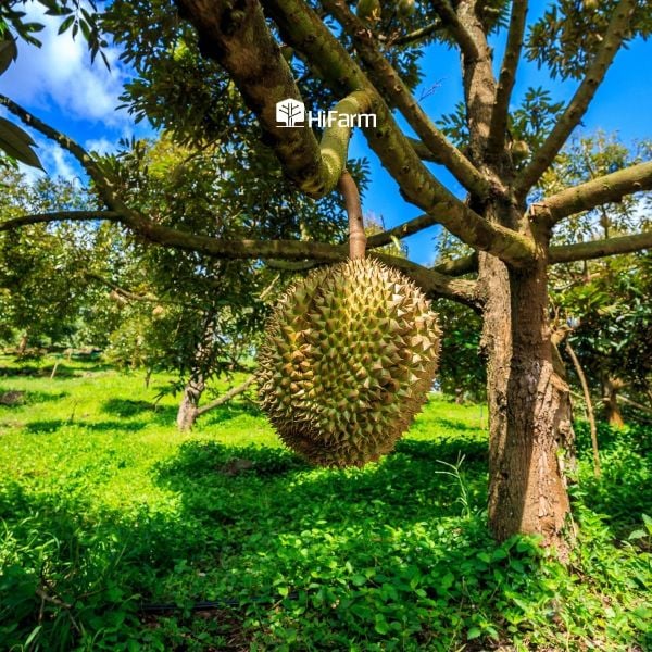 Điều kiện khí hậu cũng là yếu tố quan trọng ảnh hưởng đến mùa sầu riêng
