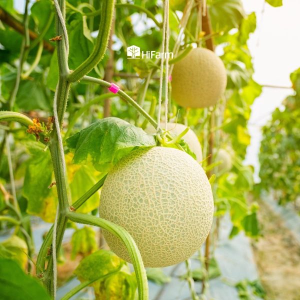 Kỹ thuật trồng và chăm sóc dưa lưới đúng chuẩn giúp đạt năng suất cao