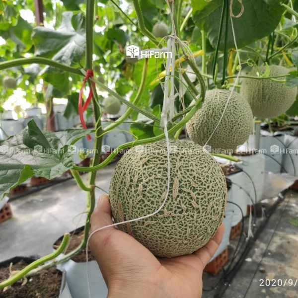 Hướng dẫn trồng dưa lưới theo đúng kỹ thuật
