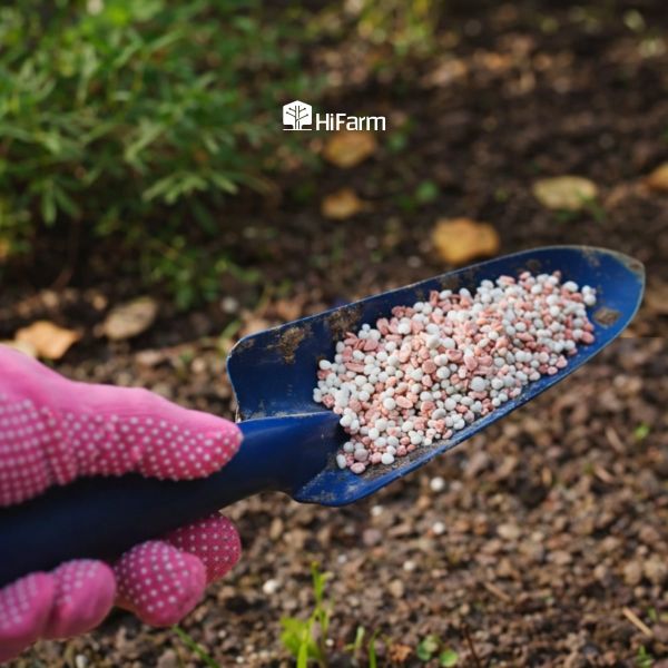 Phân kali giúp tăng năng suất và giá trị nông sản