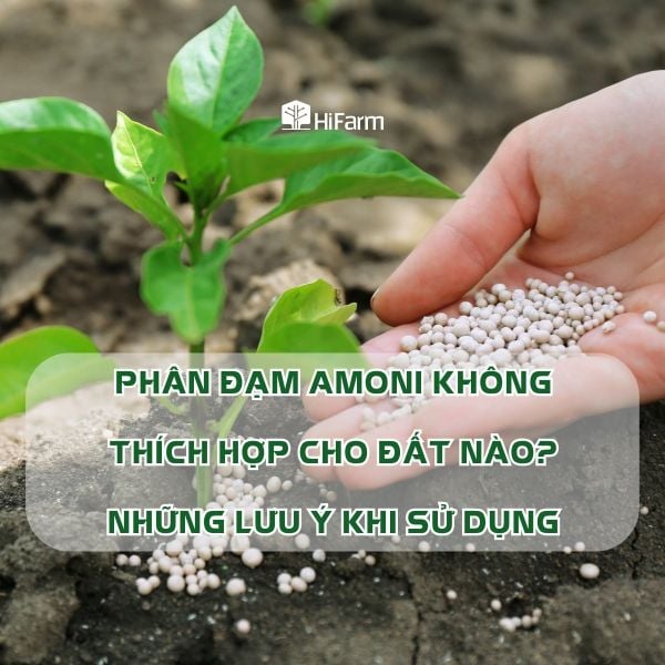 Tìm hiểu về phân đạm amoni và những yếu tố cần lưu ý khi sử dụng