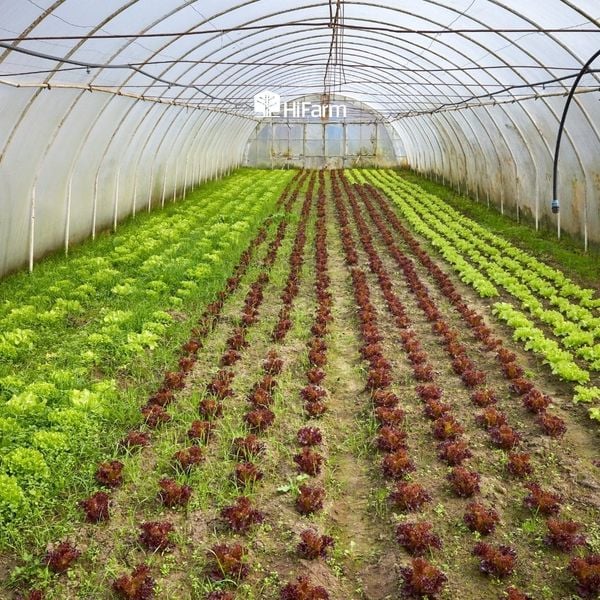 Vai trò của nông nghiệp hữu cơ