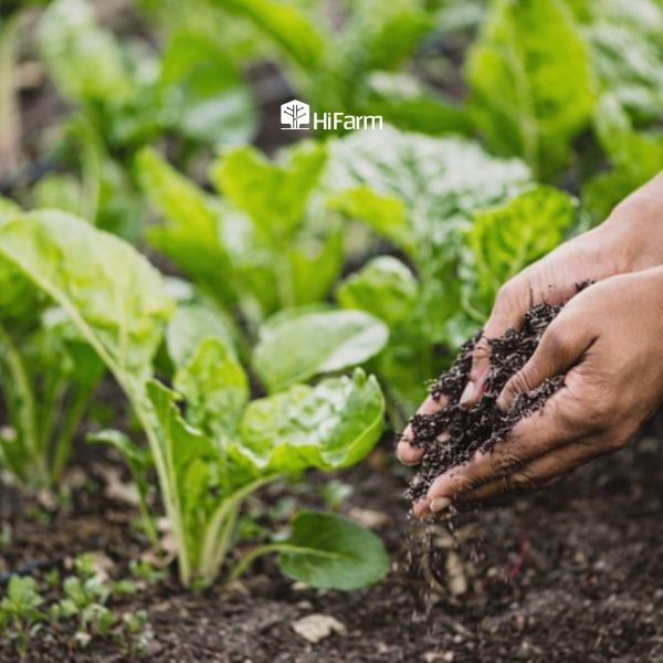 Cách áp dụng phân vi sinh giúp cây trồng phát triển tốt