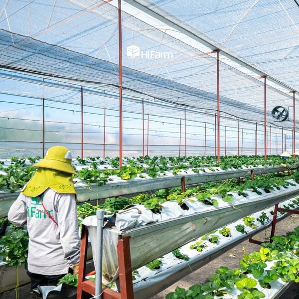 Xu hướng phát triển tại Việt Nam